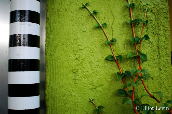 Black and White And Green